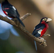 Double-toothed Barbet