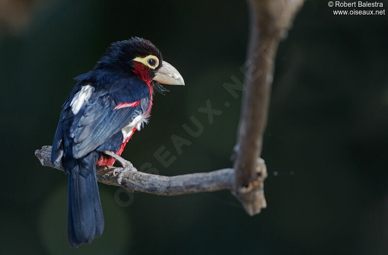 Double-toothed Barbet