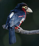 Double-toothed Barbet