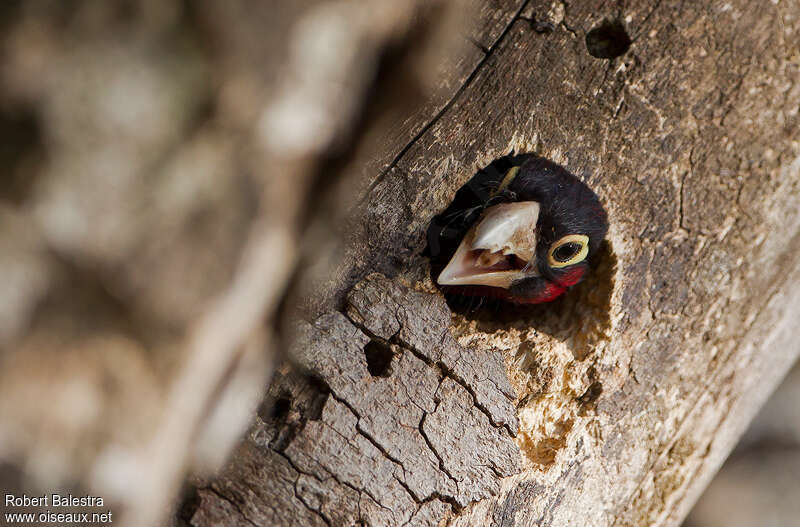 Double-toothed Barbetadult, Reproduction-nesting