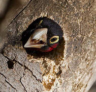 Double-toothed Barbet