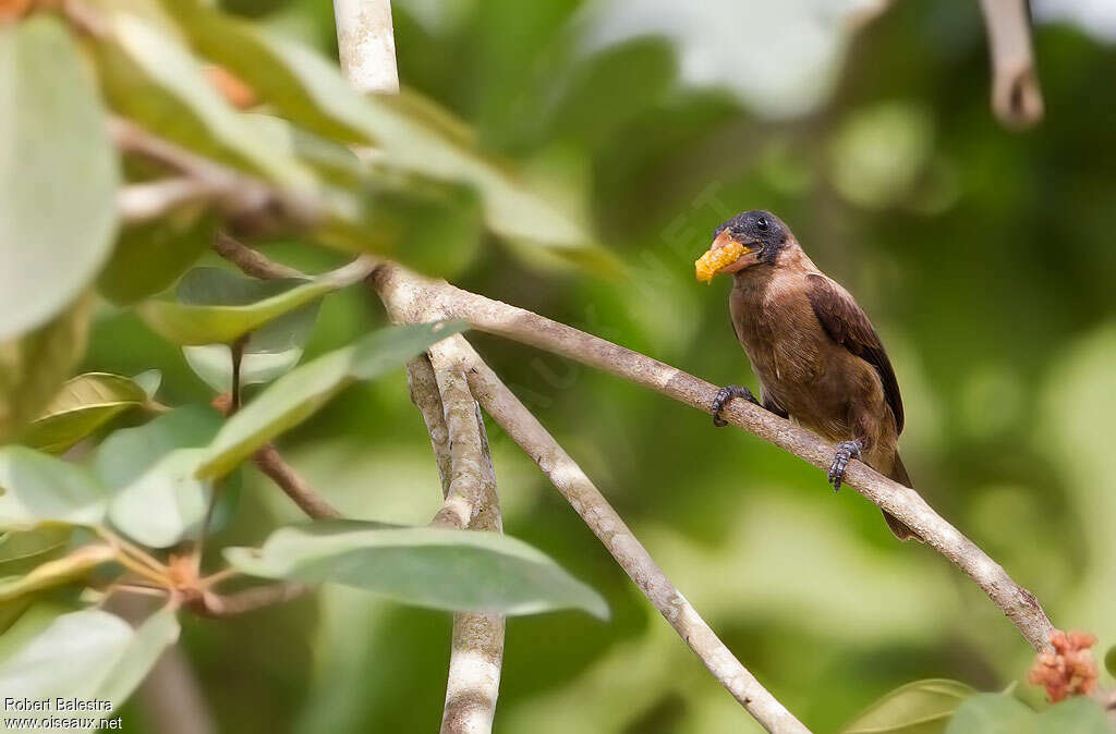 Naked-faced Barbetadult, feeding habits