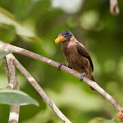 Naked-faced Barbet