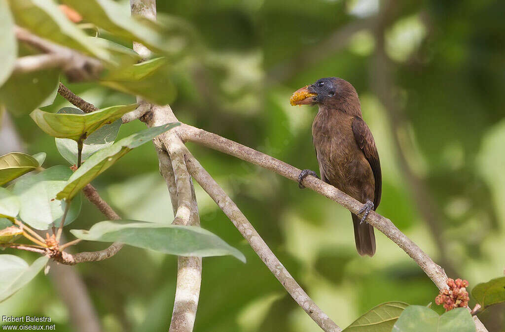 Naked-faced Barbetadult, Reproduction-nesting