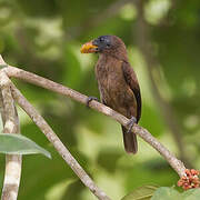 Naked-faced Barbet