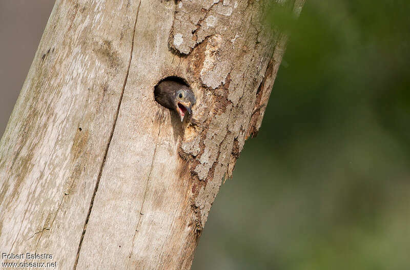 Naked-faced Barbetjuvenile, Reproduction-nesting
