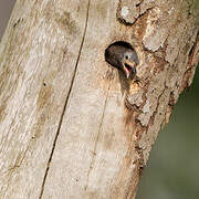 Naked-faced Barbet