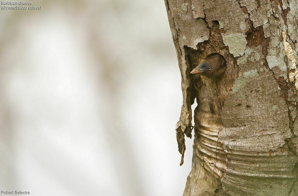 Naked-faced Barbet