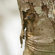 Naked-faced Barbet