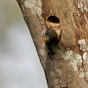 Naked-faced Barbet