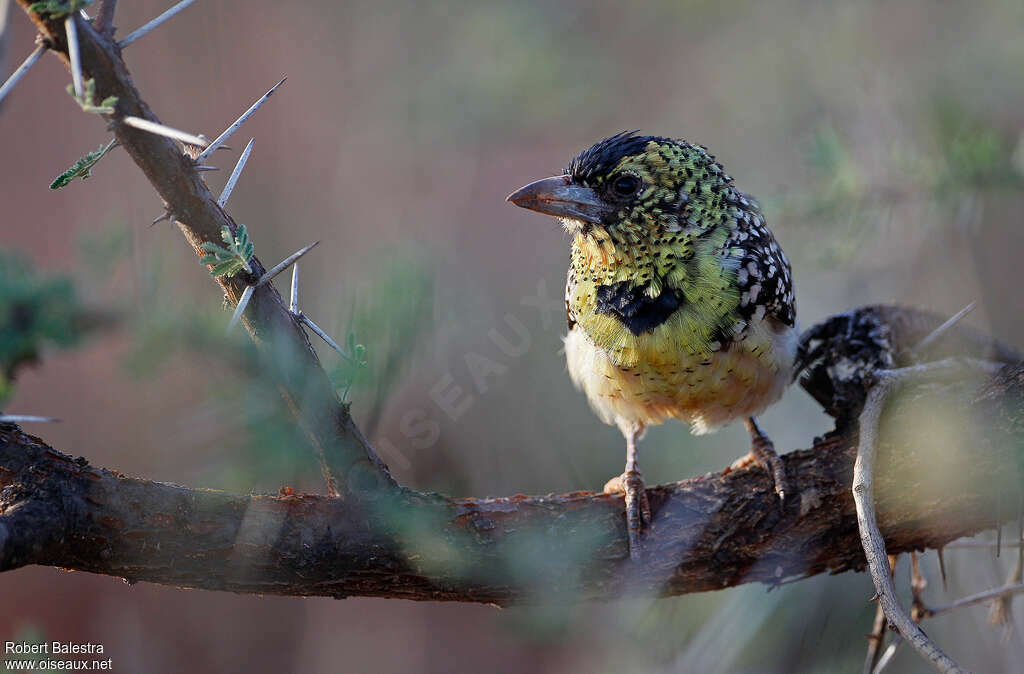 D'Arnaud's Barbetadult, close-up portrait, Behaviour