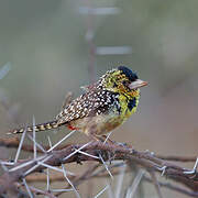 D'Arnaud's Barbet