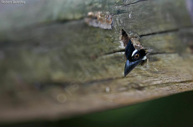 Spot-flanked Barbet