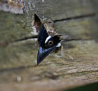 Spot-flanked Barbet