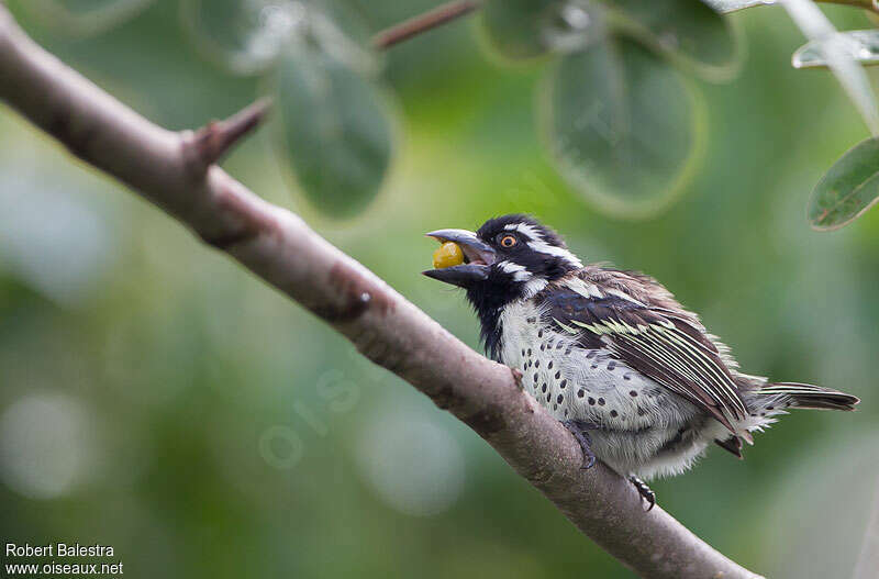 Spot-flanked Barbet male adult, feeding habits, eats