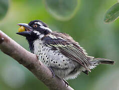 Spot-flanked Barbet