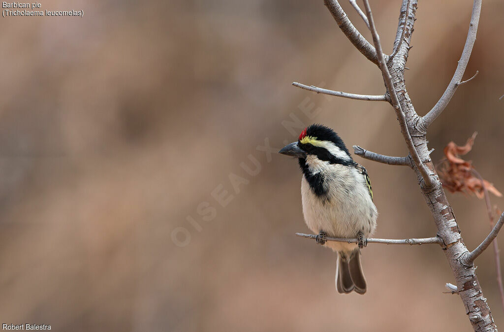 Acacia Pied Barbet