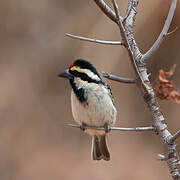 Acacia Pied Barbet