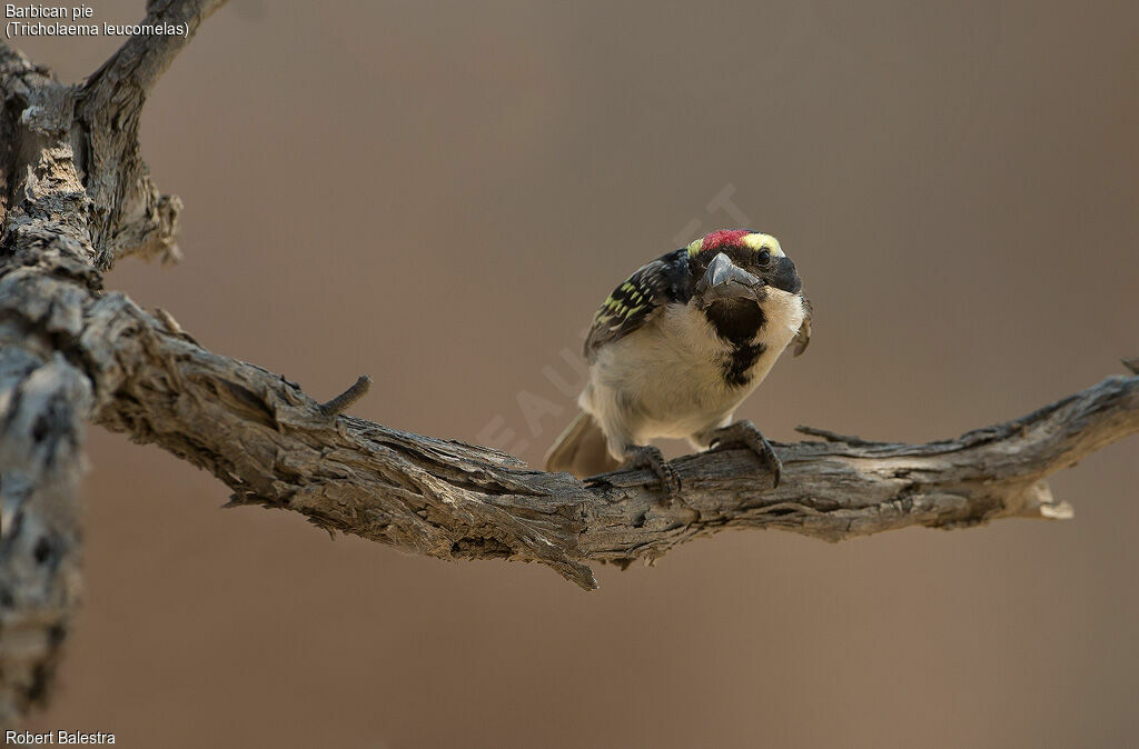 Acacia Pied Barbet