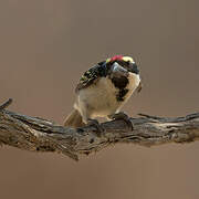 Acacia Pied Barbet