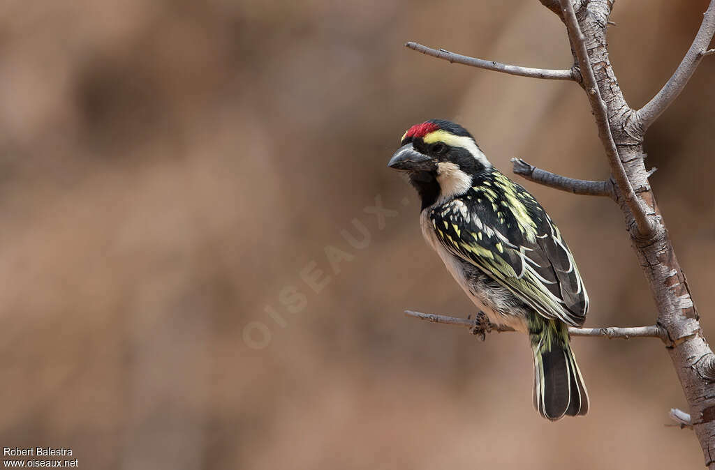 Acacia Pied Barbetadult, pigmentation