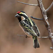 Acacia Pied Barbet