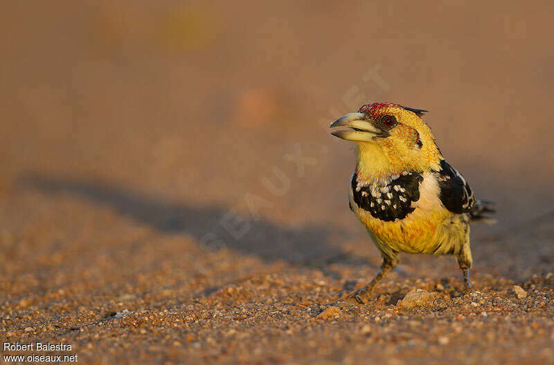 Crested Barbetadult, Behaviour