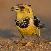 Crested Barbet