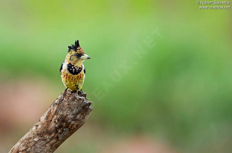 Crested Barbetadult