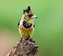 Crested Barbet