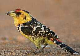 Crested Barbet