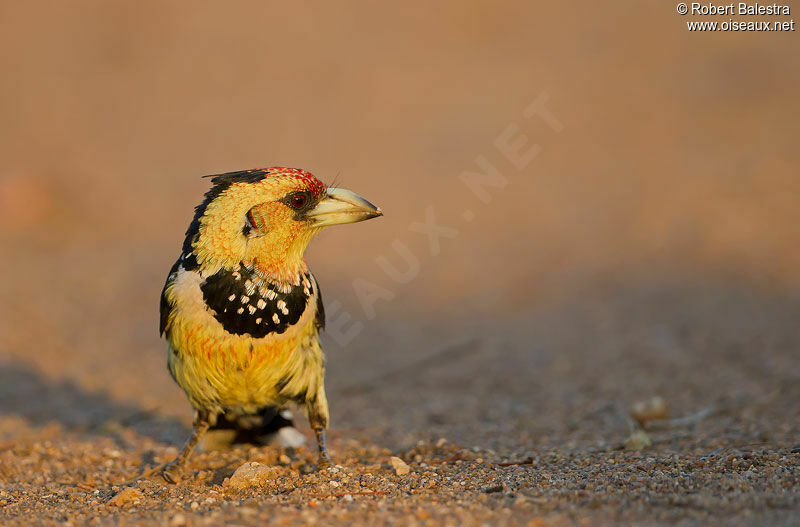 Crested Barbetadult, Behaviour