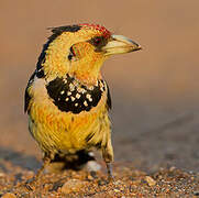 Crested Barbet