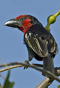 Black-billed Barbet