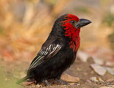 Black-billed Barbet