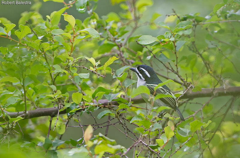 Yellow-rumped Tinkerbird