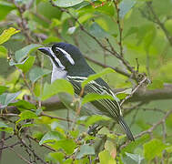 Yellow-rumped Tinkerbird