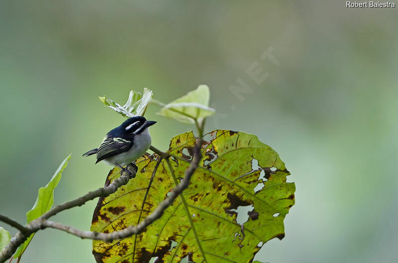 Yellow-rumped Tinkerbird