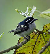 Yellow-rumped Tinkerbird