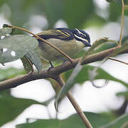 Yellow-rumped Tinkerbird