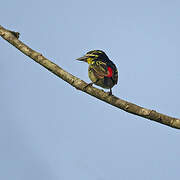 Red-rumped Tinkerbird