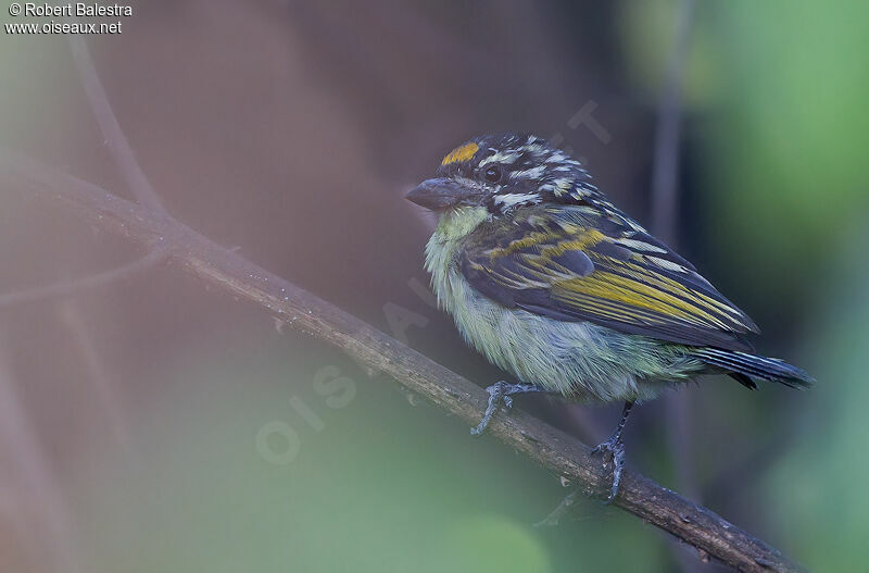 Yellow-fronted Tinkerbird