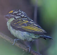 Yellow-fronted Tinkerbird