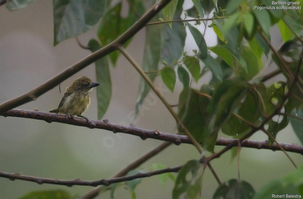 Speckled Tinkerbird