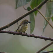 Speckled Tinkerbird