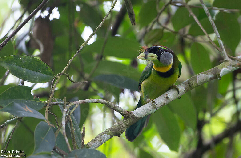 Fire-tufted Barbetadult