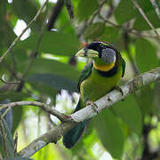 Fire-tufted Barbet