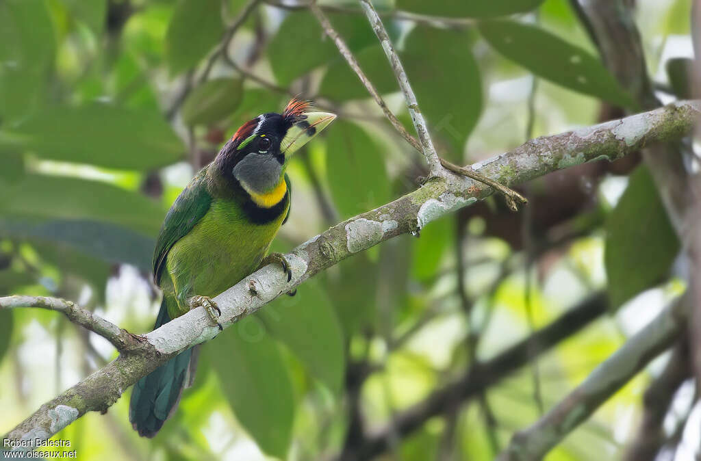 Fire-tufted Barbetadult, identification