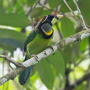 Fire-tufted Barbet