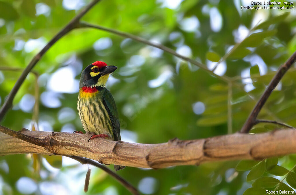 Coppersmith Barbet